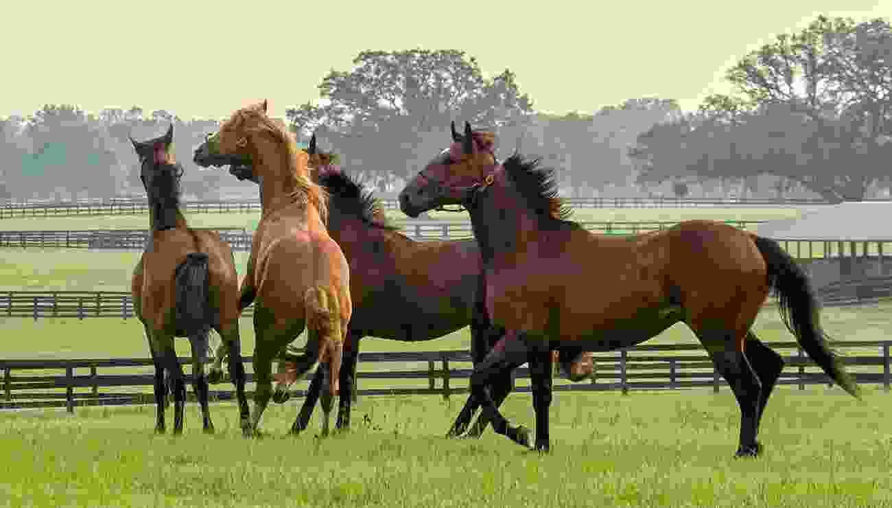 What Are Different Types Of Horse Races